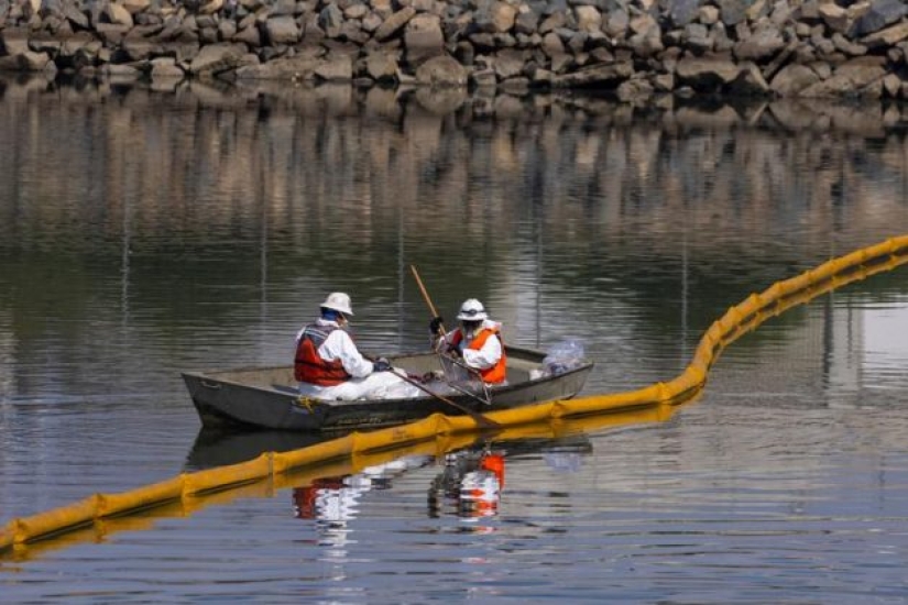 In photos: California oil spill kills fish and damages wetlands