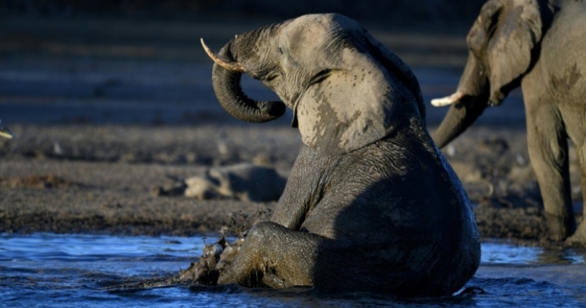 In Poland, elephants will be treated for stress with marijuana, but the effect will have to wait a long time