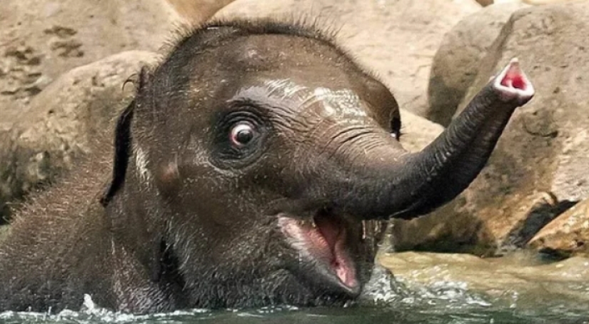 In Poland, elephants will be treated for stress with marijuana, but the effect will have to wait a long time