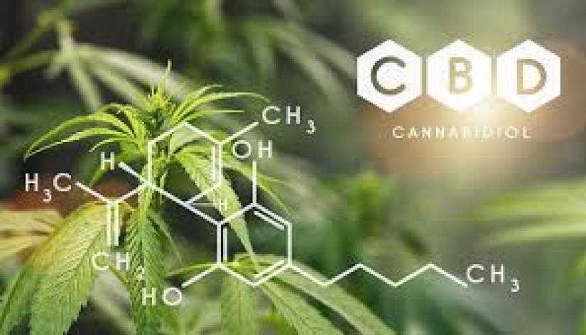 In Poland, elephants will be treated for stress with marijuana, but the effect will have to wait a long time