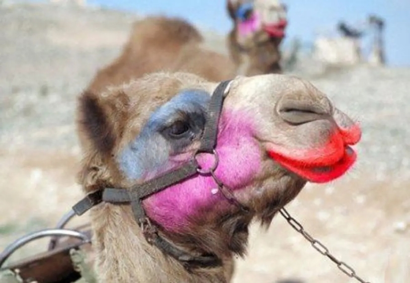 In Saudi Arabia, camels at a beauty contest were disqualified due to botox