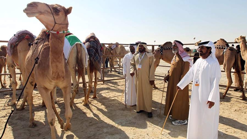 In Saudi Arabia, camels at a beauty contest were disqualified due to botox