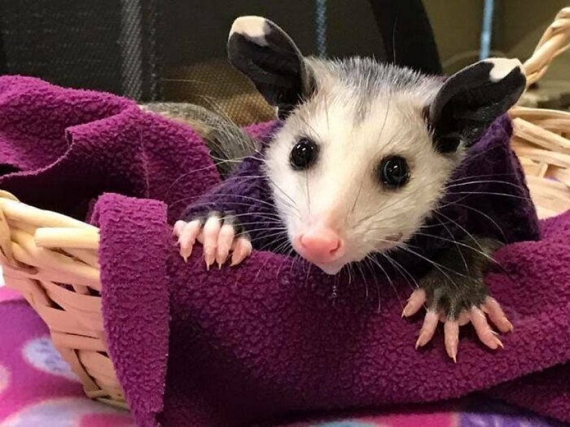 In Texas, good Samaritans knit sweaters for a bald possum In Texas, good Samaritans knit sweaters for a bald possum