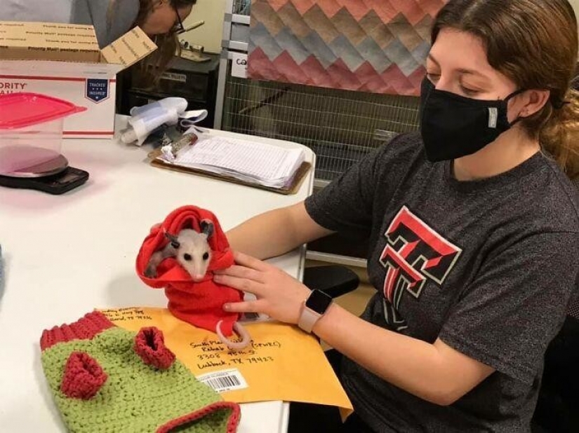 In Texas, good Samaritans knit sweaters for a bald possum In Texas, good Samaritans knit sweaters for a bald possum
