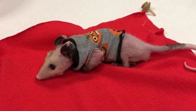 In Texas, good Samaritans knit sweaters for a bald possum In Texas, good Samaritans knit sweaters for a bald possum