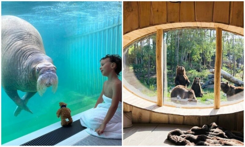 In the Belgian zoo opened rooms with views of wild animals
