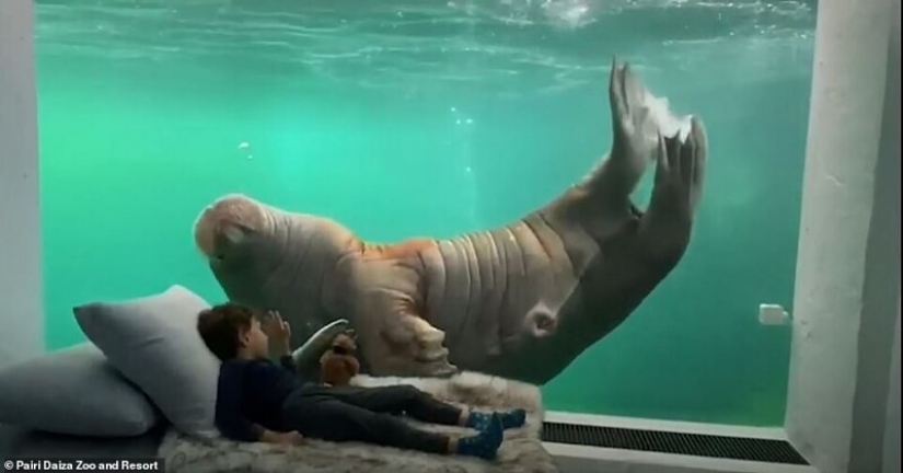 In the Belgian zoo opened rooms with views of wild animals