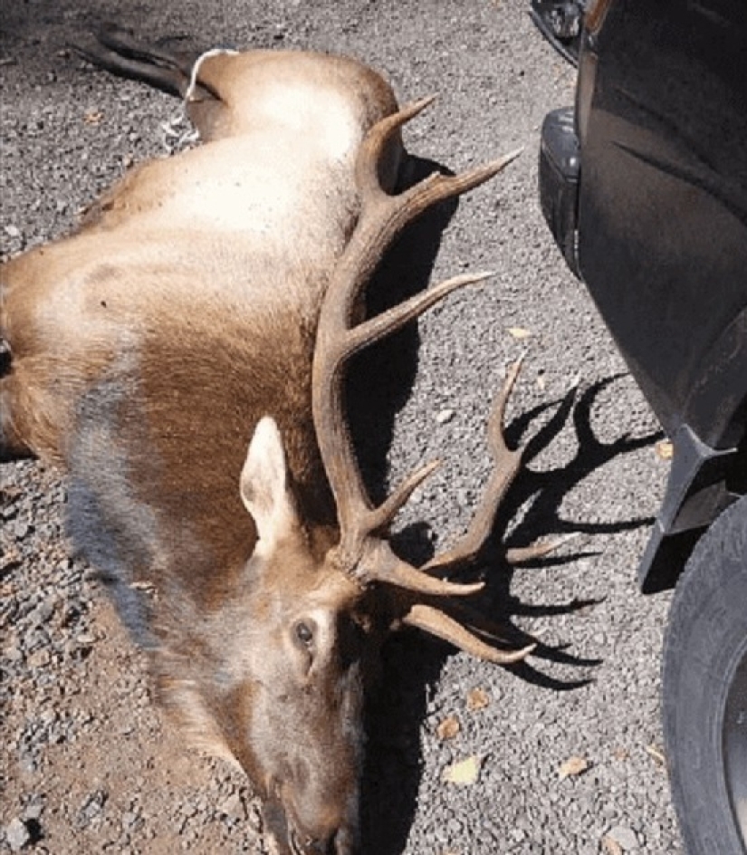 In the USA, a deer killed a hunter who shot him with an arrow the day before