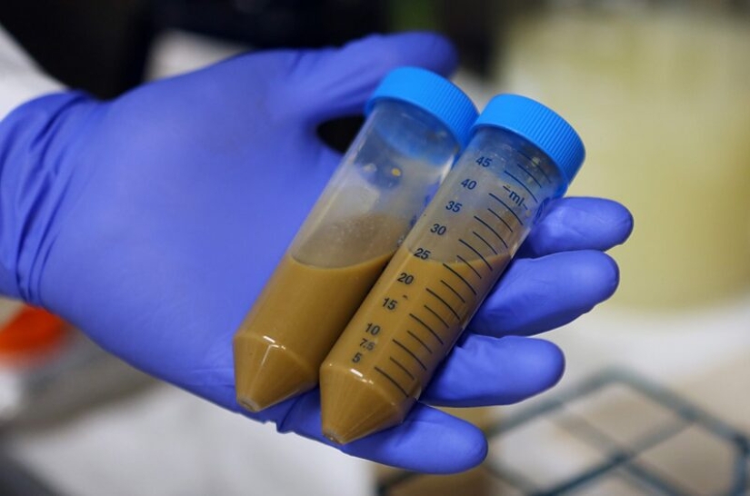 In the USA, they are going to give alcoholics a stool transplant to get rid of their addiction