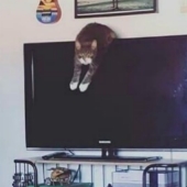 Instagram - una cuenta en la que los gatos confiesan sus crímenes y no se arrepienten