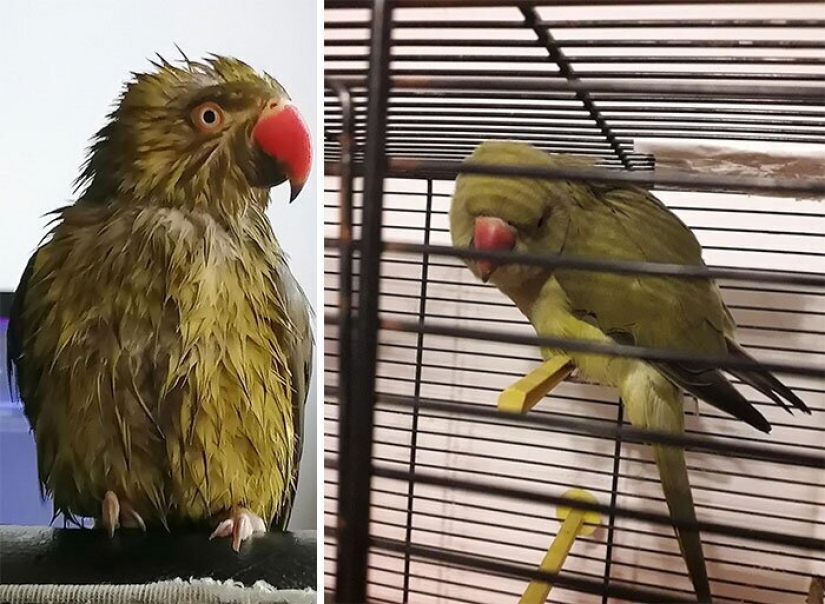 Is difficult: 19 ridiculous and absurd cases, online meetings during the quarantine