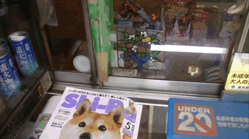 Japanese dog works as a salesman in a kiosk