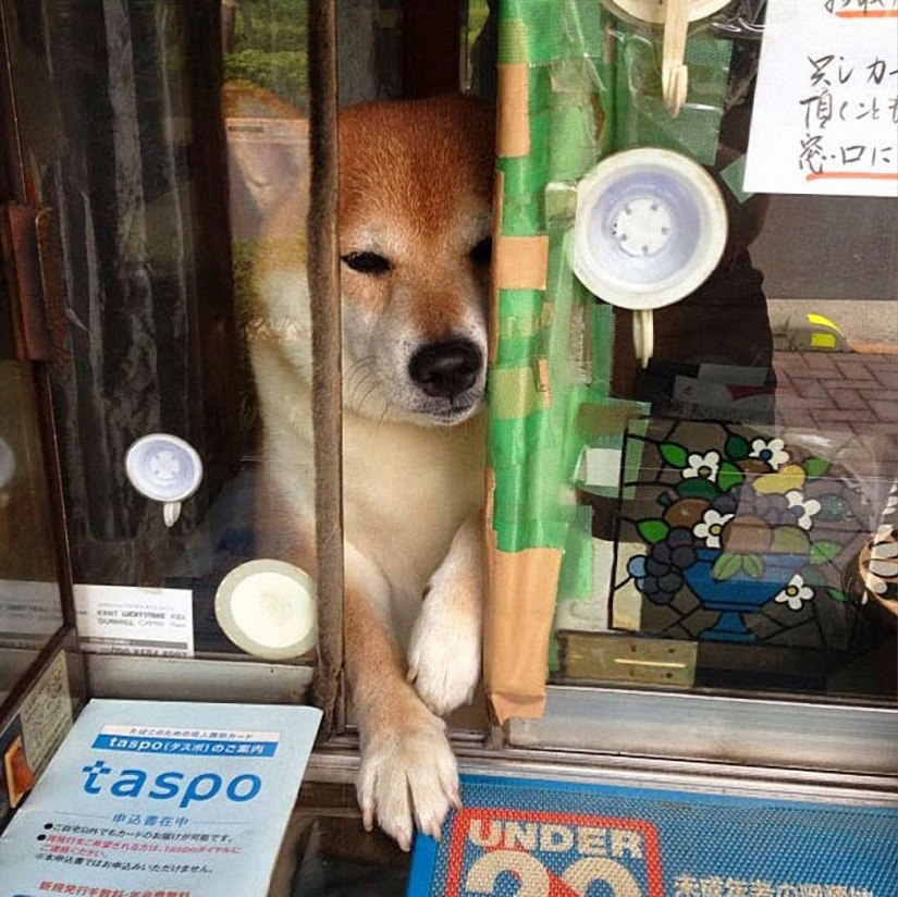 Japanese dog works as a salesman in a kiosk