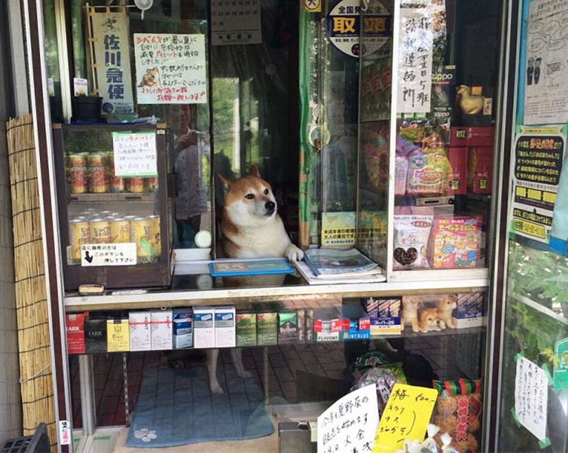 Japanese dog works as a salesman in a kiosk