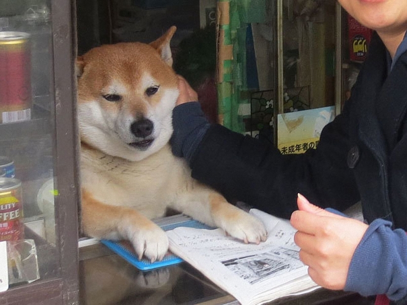 Japanese dog works as a salesman in a kiosk