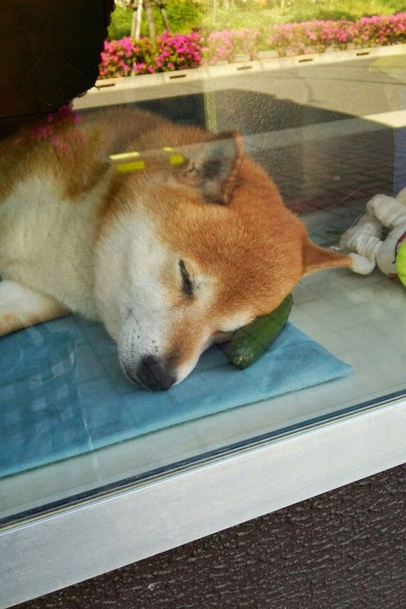 Japanese dog works as a salesman in a kiosk