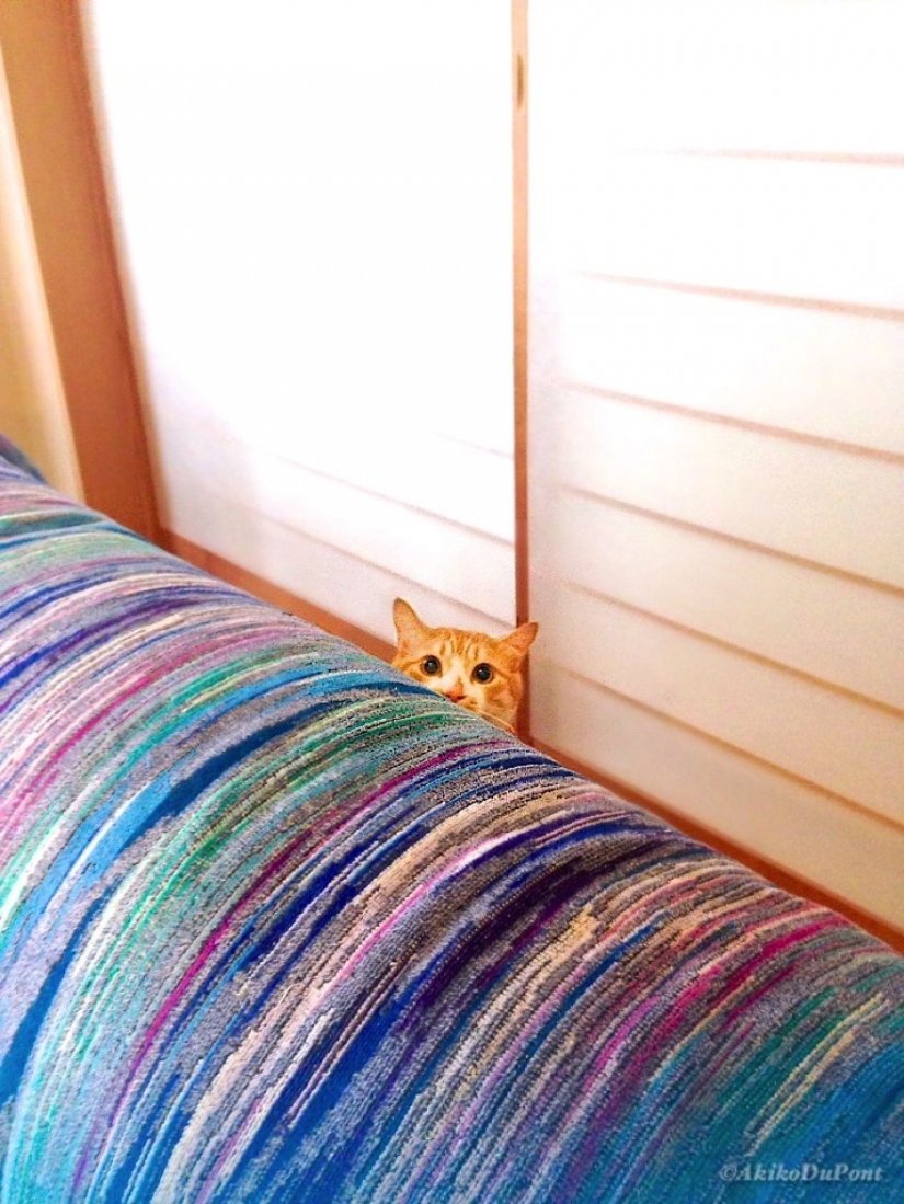 Japanese woman brought her grandfather back to life by giving him a kitten