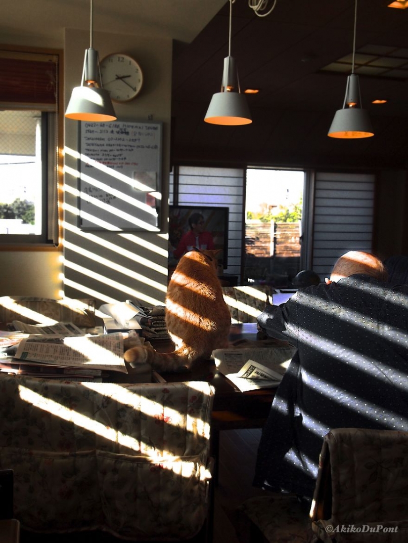 Japanese woman brought her grandfather back to life by giving him a kitten