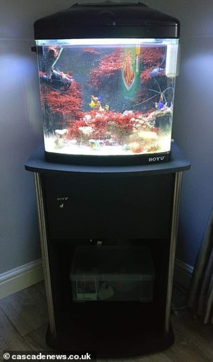 Killer Coral: Mother of four nearly died of poisoning after cleaning aquarium Killer Coral: Mother of four nearly died of poisoning after cleaning aquarium