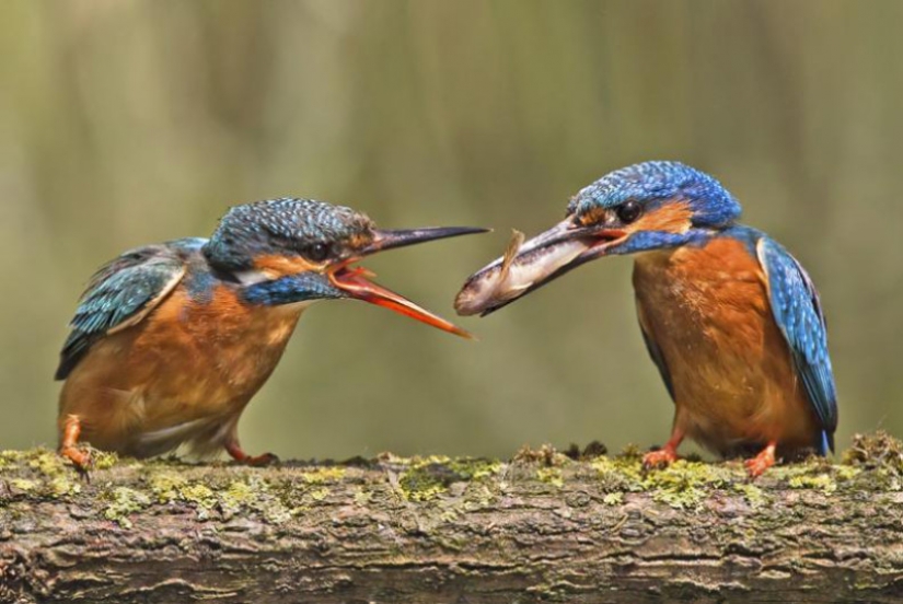 Kingfishers in photos by Melk Brown Kingfishers in photos by Melk Brown