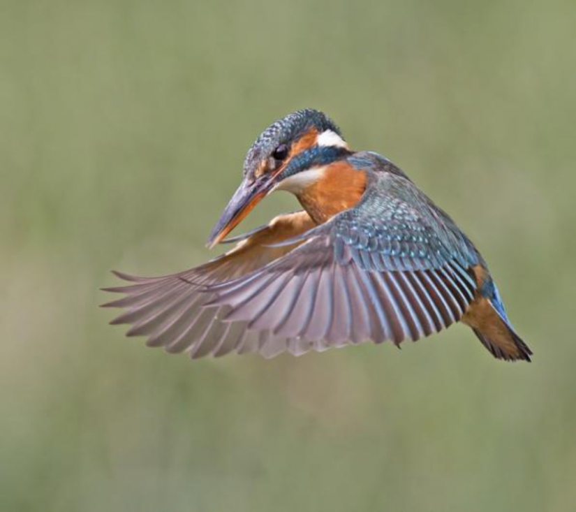 Kingfishers in photos by Melk Brown Kingfishers in photos by Melk Brown