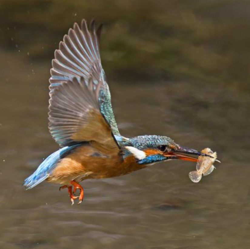 Kingfishers in photos by Melk Brown Kingfishers in photos by Melk Brown