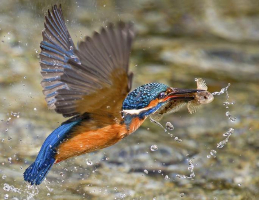 Kingfishers in photos by Melk Brown Kingfishers in photos by Melk Brown