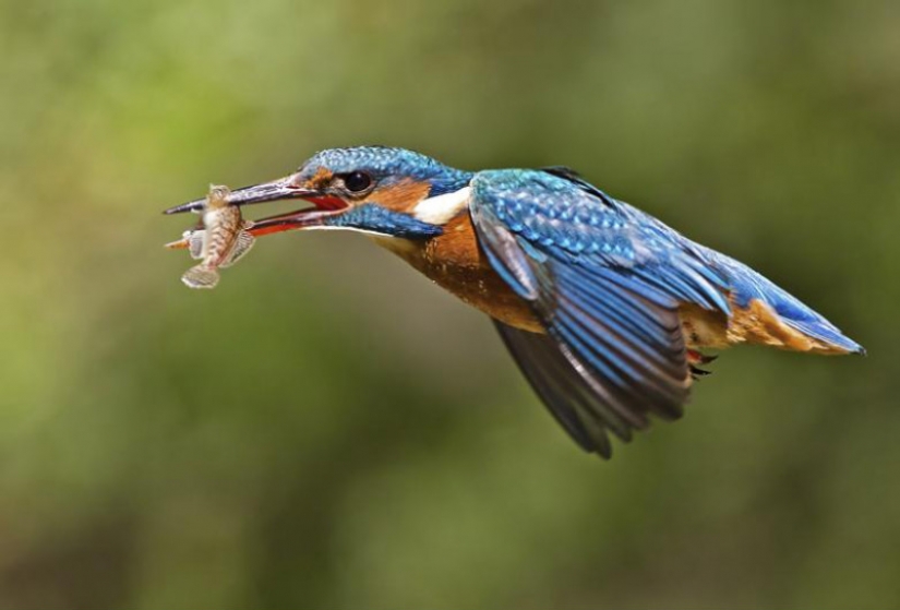 Kingfishers in photos by Melk Brown Kingfishers in photos by Melk Brown