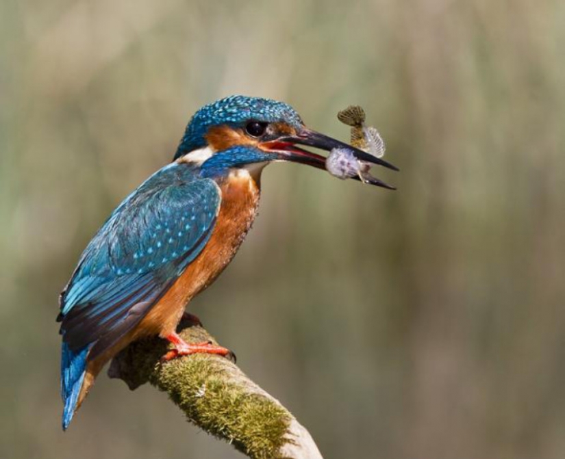 Kingfishers in photos by Melk Brown Kingfishers in photos by Melk Brown