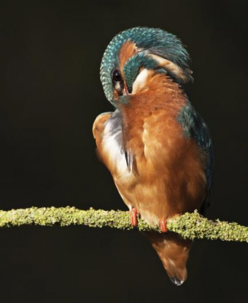Kingfishers in photos by Melk Brown Kingfishers in photos by Melk Brown