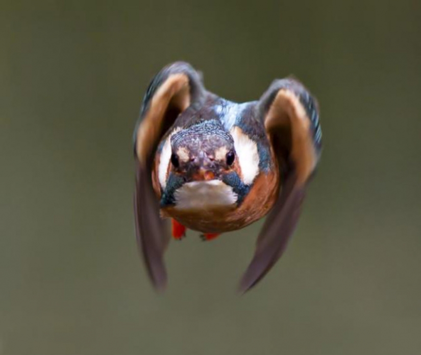 Kingfishers in photos by Melk Brown Kingfishers in photos by Melk Brown