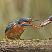 Kingfishers in photos by Melk Brown
