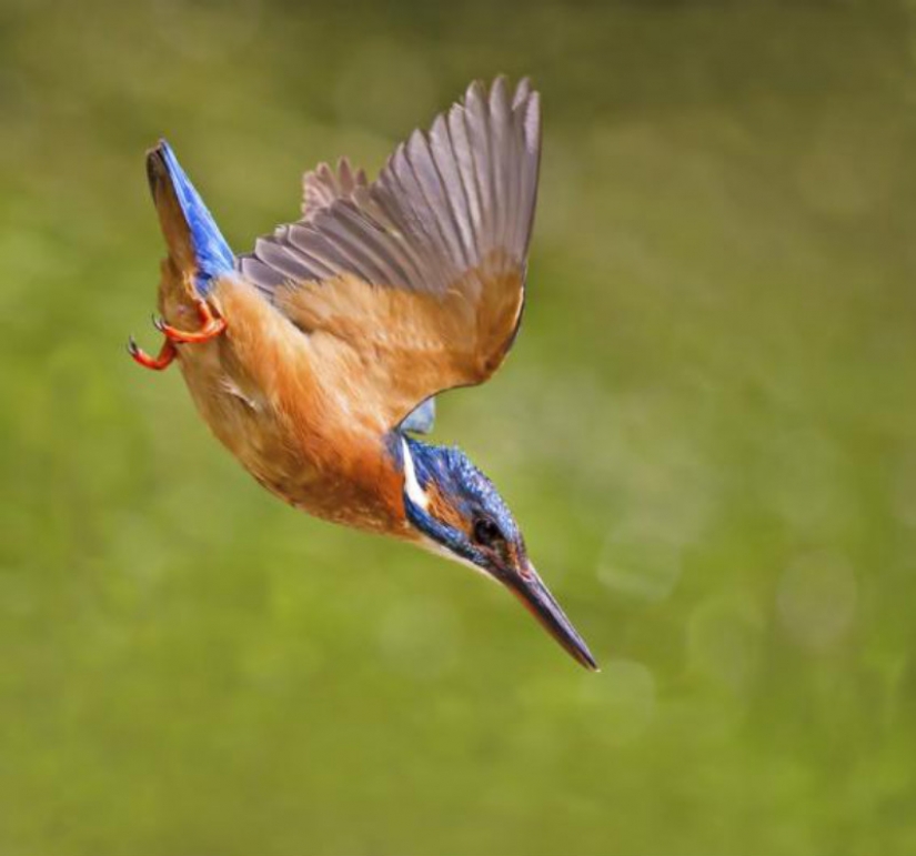 Kingfishers in photos by Melk Brown Kingfishers in photos by Melk Brown