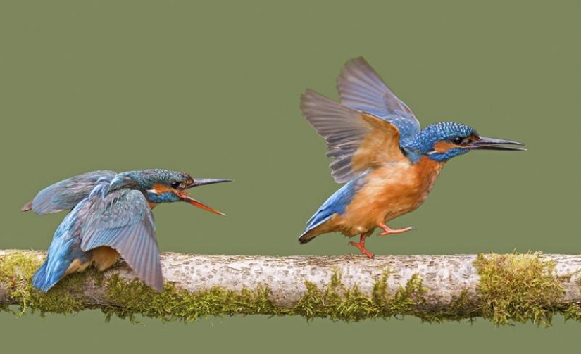 Kingfishers in photos by Melk Brown Kingfishers in photos by Melk Brown