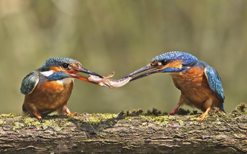 Kingfishers in photos by Melk Brown Kingfishers in photos by Melk Brown