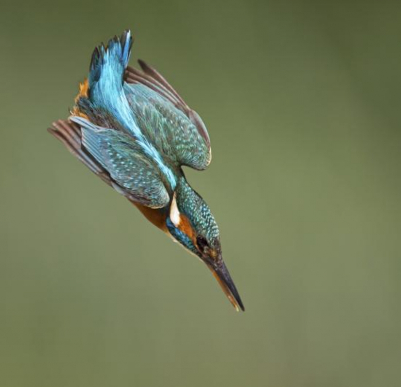 Kingfishers in photos by Melk Brown Kingfishers in photos by Melk Brown