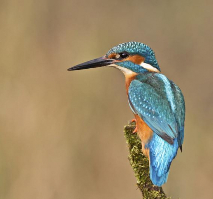 Kingfishers in photos by Melk Brown Kingfishers in photos by Melk Brown