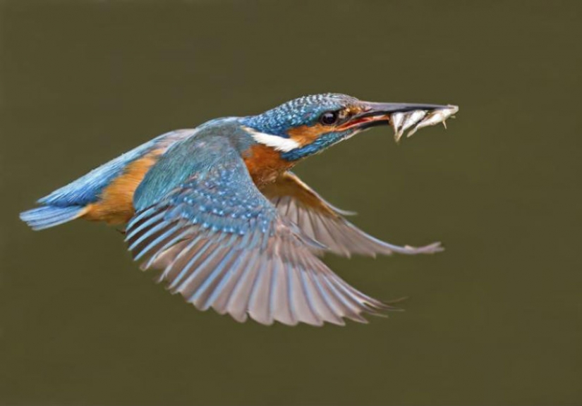 Kingfishers in photos by Melk Brown Kingfishers in photos by Melk Brown
