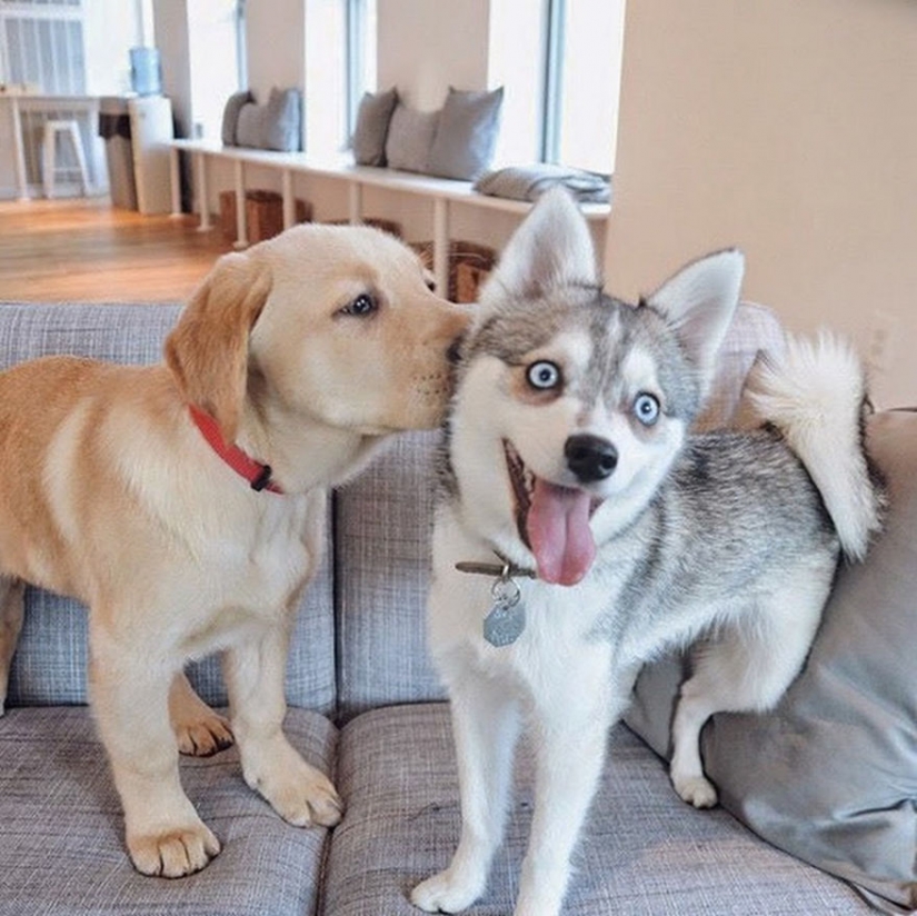 Kissing animals, proving that more than just humans can show affection