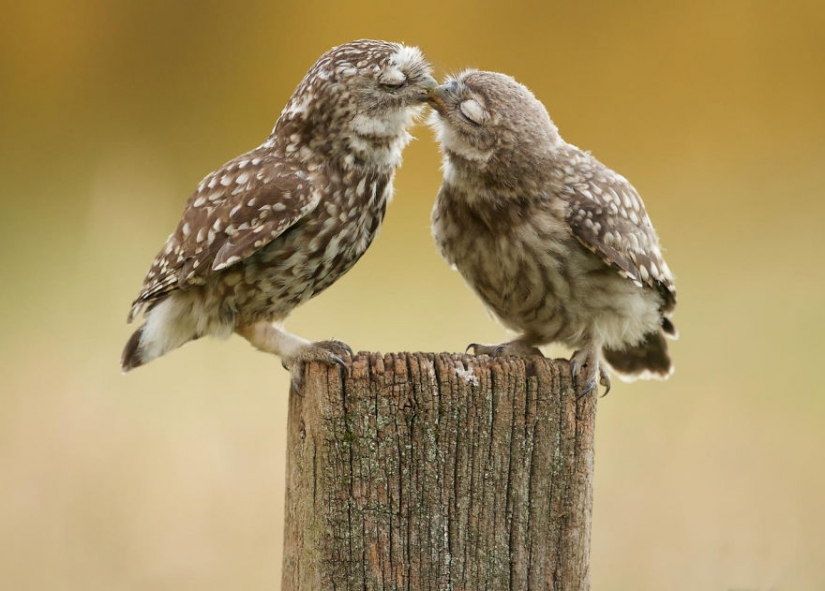 Kissing animals, proving that more than just humans can show affection