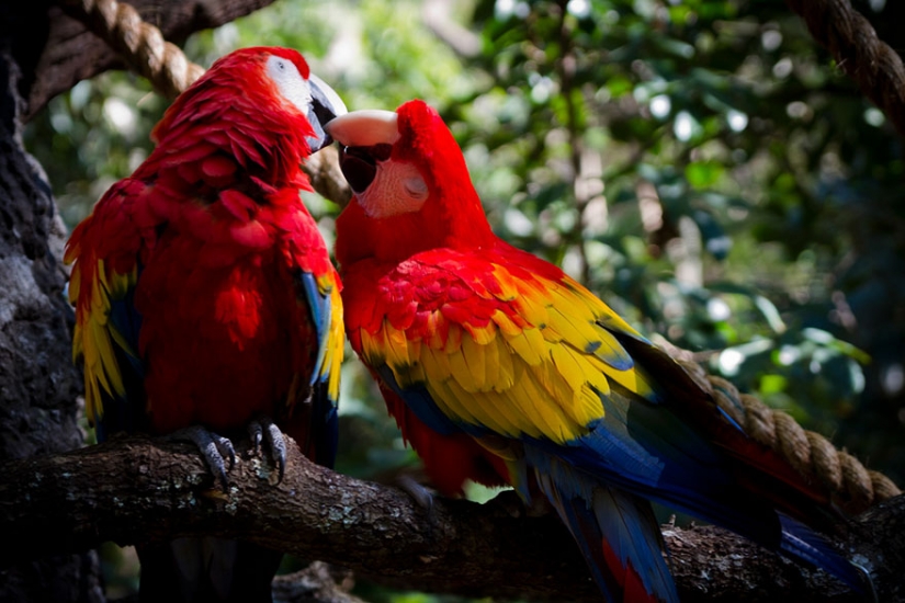 Kissing animals, proving that more than just humans can show affection