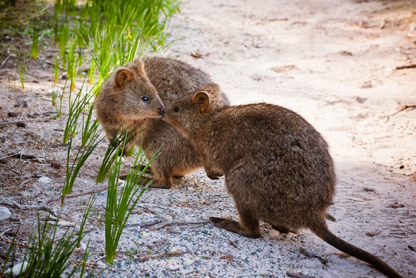 Kissing animals, proving that more than just humans can show affection