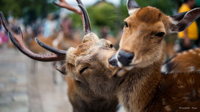 Kissing animals, proving that more than just humans can show affection
