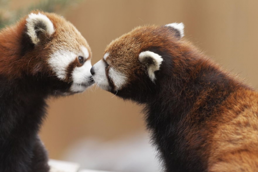 Kissing animals, proving that more than just humans can show affection