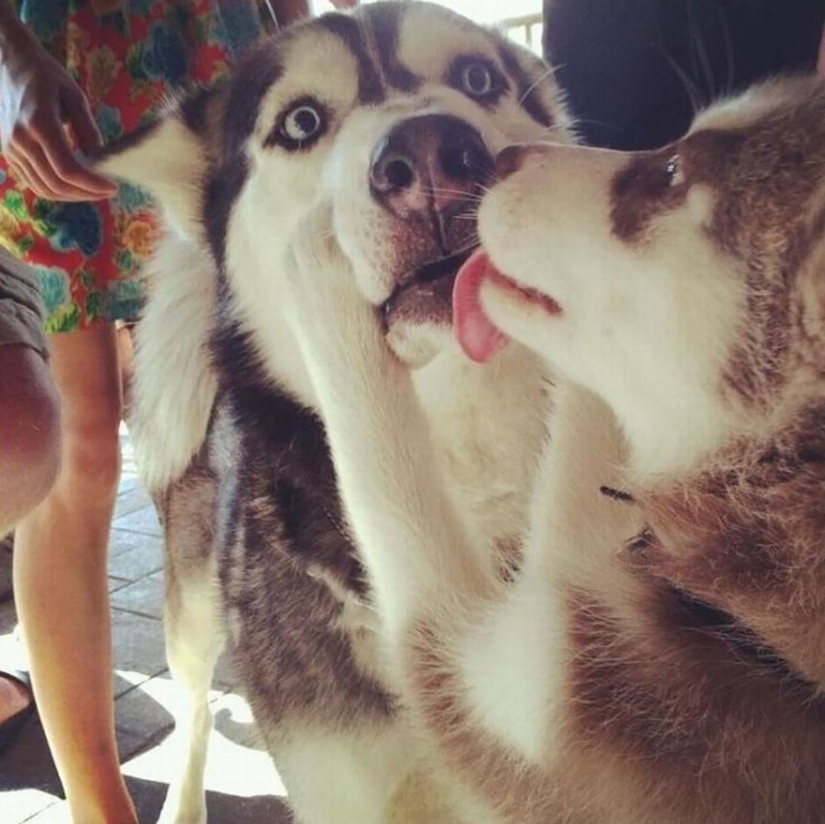 Kissing animals, proving that more than just humans can show affection