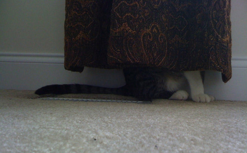 Kote está en todas partes