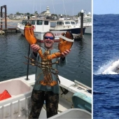 La ballena jorobada se tragó al buzo y lo escupió.