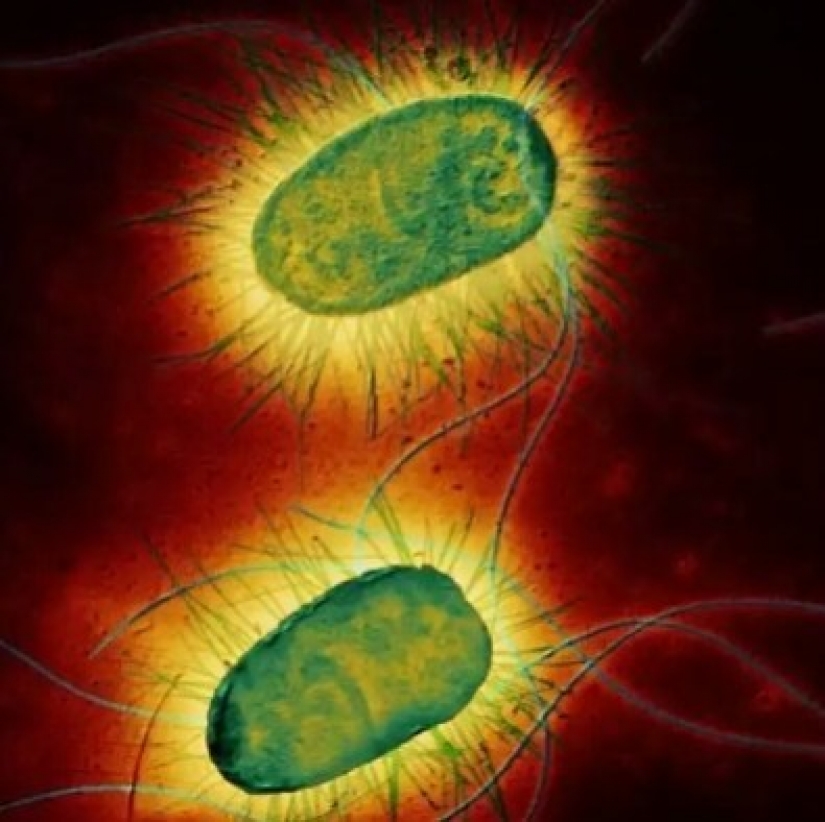 La belleza dentro de: un microbiólogo de la Ufa muestra en instagram los virus y bacterias que viven en nosotros