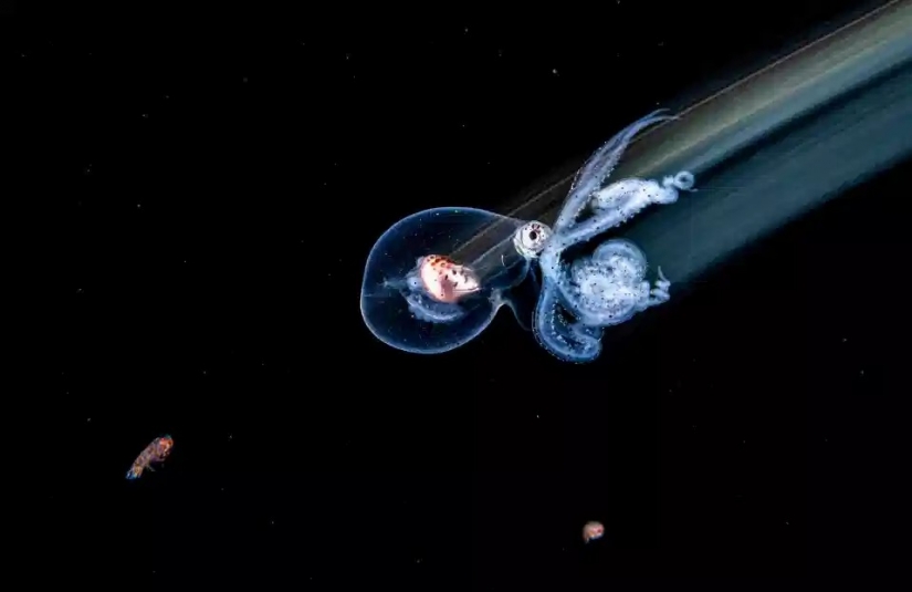 La belleza y el poder del océano en las fotos de los ganadores de los Premios Ocean Photography 2020