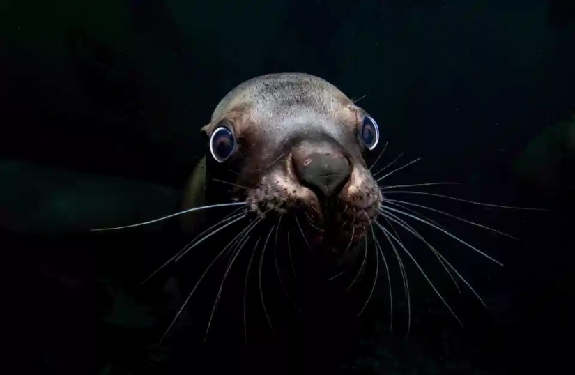 La belleza y el poder del océano en las fotos de los ganadores de los Premios Ocean Photography 2020
